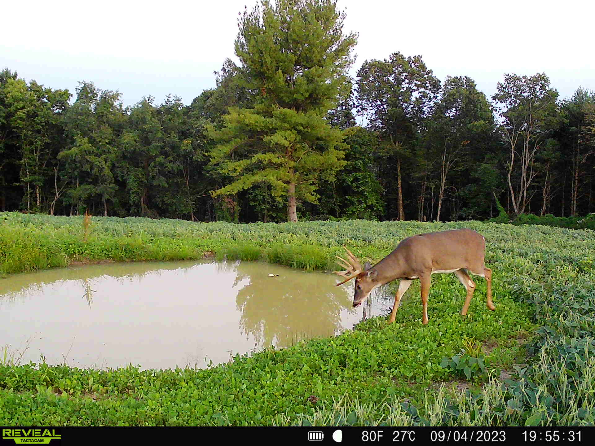 Custom whitetail habitat design and implementation in Pennsylvania
